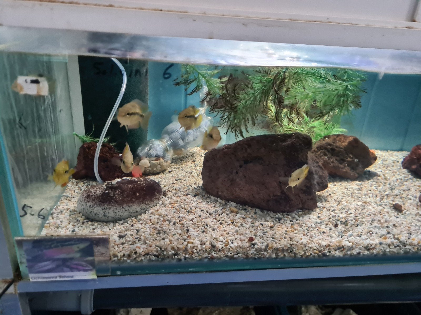Cichlasoma Salvini Cichliden