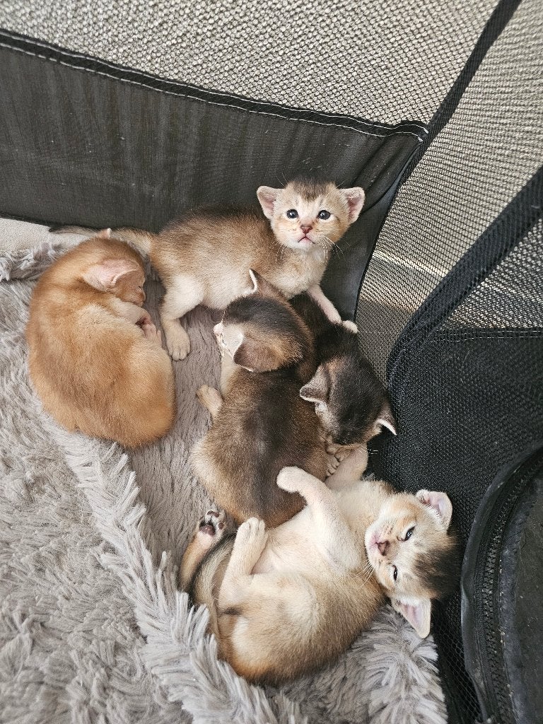 Abessijn kittens, Dieren en Toebehoren, 0 tot 2 jaar
