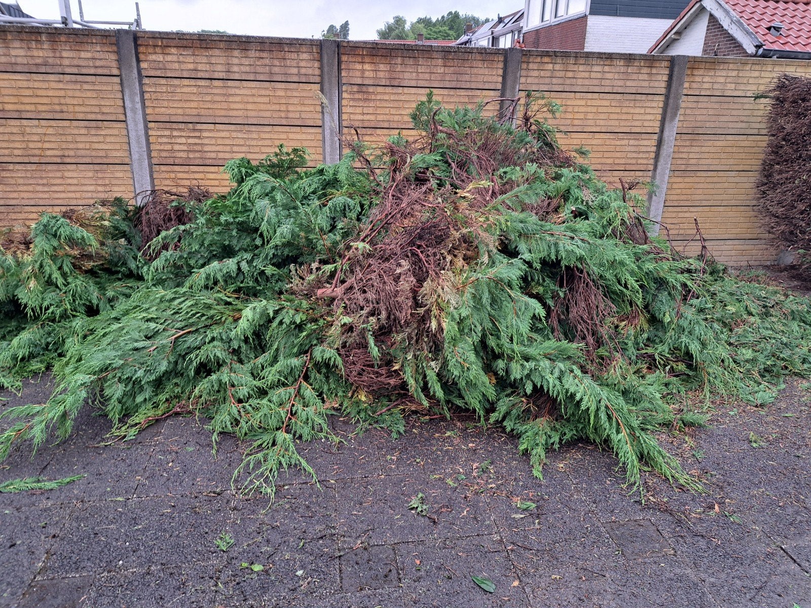 Gratis hout: snoeiafval van coniferen en andere takken, Ophalen of Verzenden