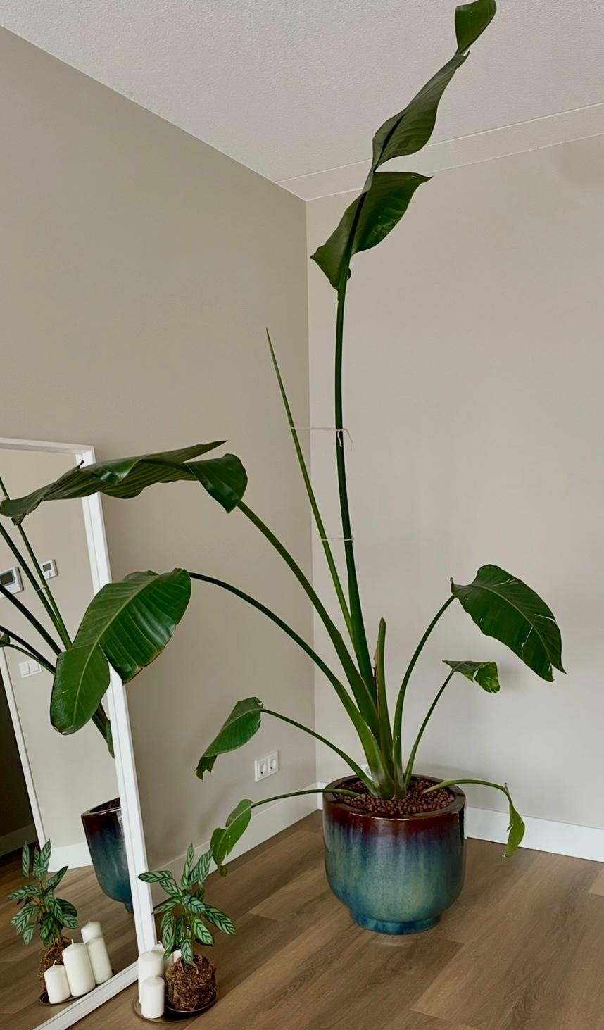 Extra grote plantenpot - XL bloempot (exclusief plant) 45cm, Ophalen, Zo goed als nieuw, Meerkleurig, Steen/keramiek