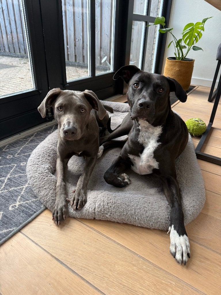 Gezocht: een liefdevol oppas adres voor mijn twee honden, Particuliere oppas