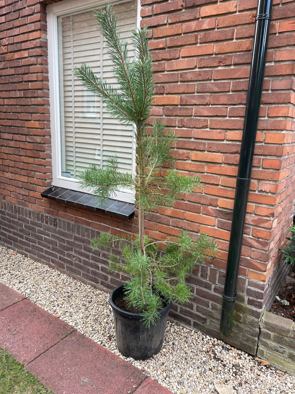 Pinus Sylvestris - Grove den - inheems, potgekweekt!, Tuin en Terras, Bloeit niet, Overige soorten, 100 tot 250 cm, Ophalen