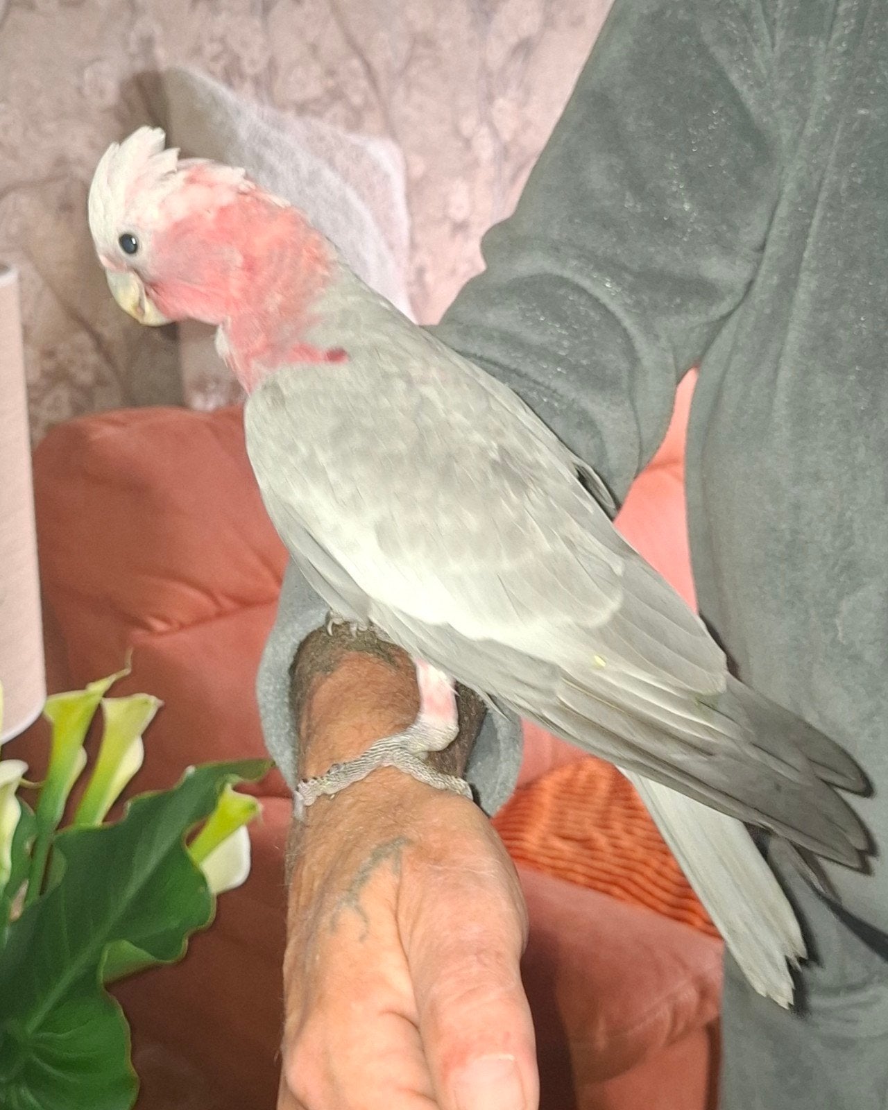 Lieve tamme rose kaketoe, Dieren en Toebehoren, Vogels | Parkieten en Papegaaien, Geslacht onbekend, Papegaai, Geringd