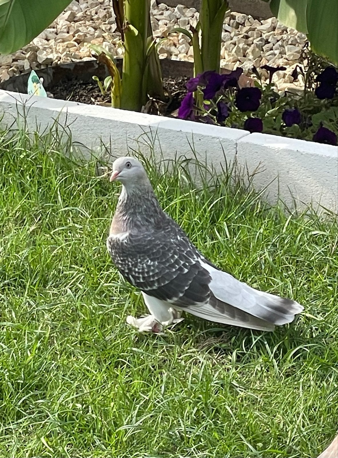 Takla duivin, Dieren en Toebehoren