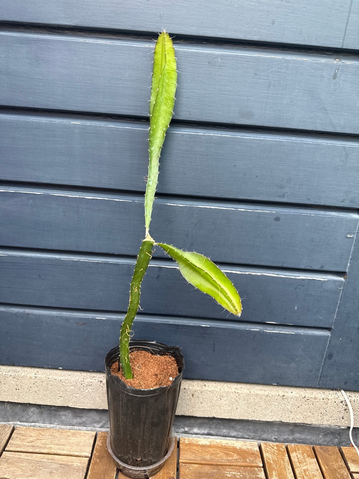 Drakenfruit stek (Pitaya) - Exotische vruchtplant, Tuin en Terras, Planten | Tuinplanten, Volle zon, Vaste plant, Ophalen of Verzenden