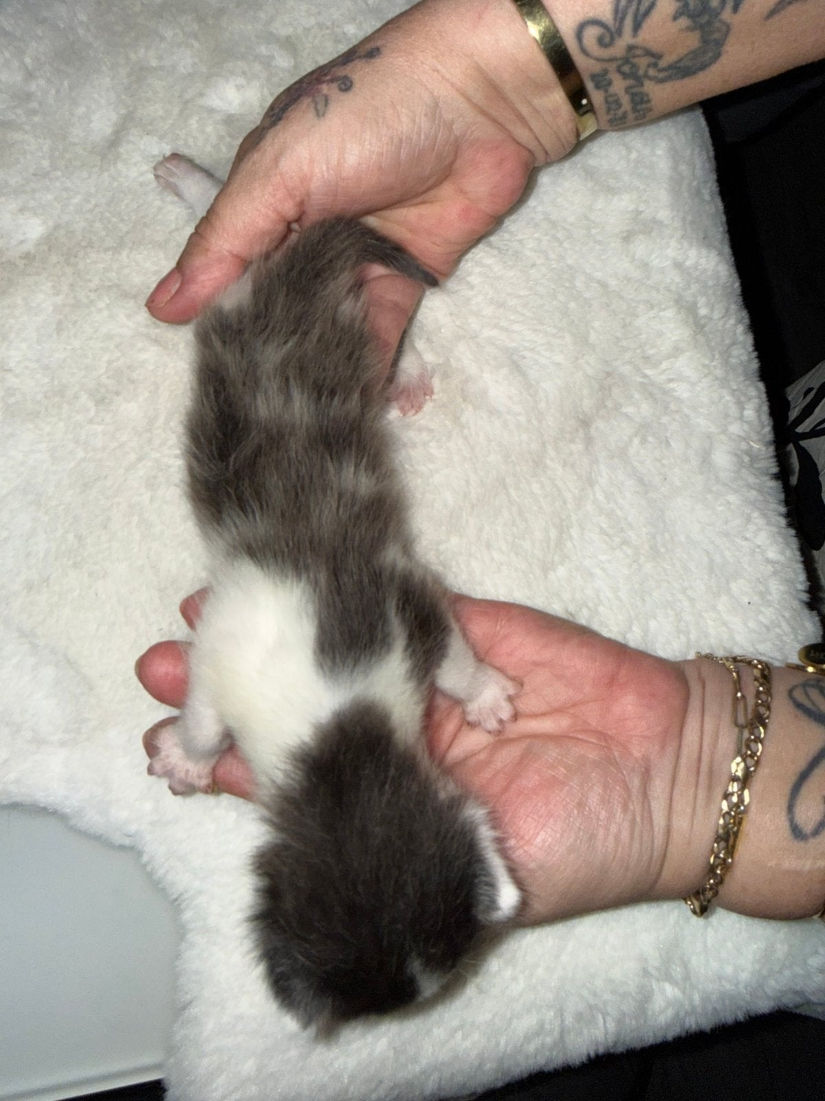 2 Mooie katertje, Kater, 0 tot 2 jaar