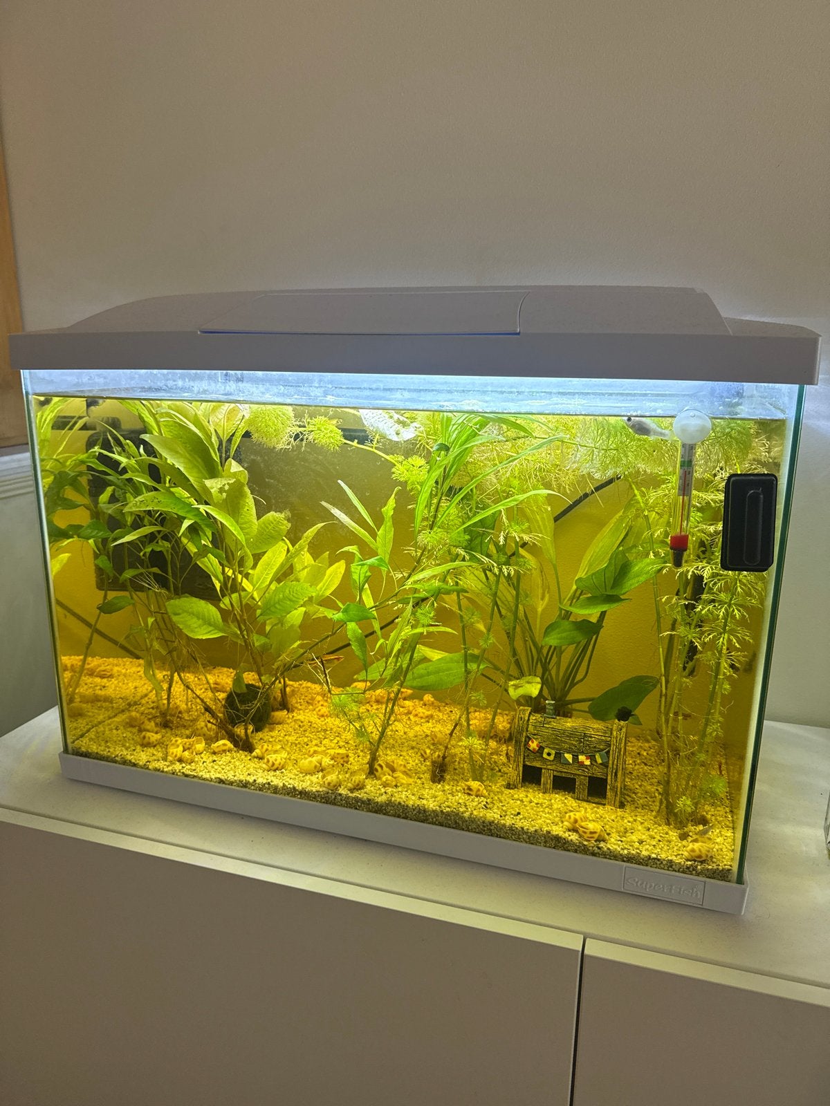 Aquarium groot incl toebehoren, Ophalen