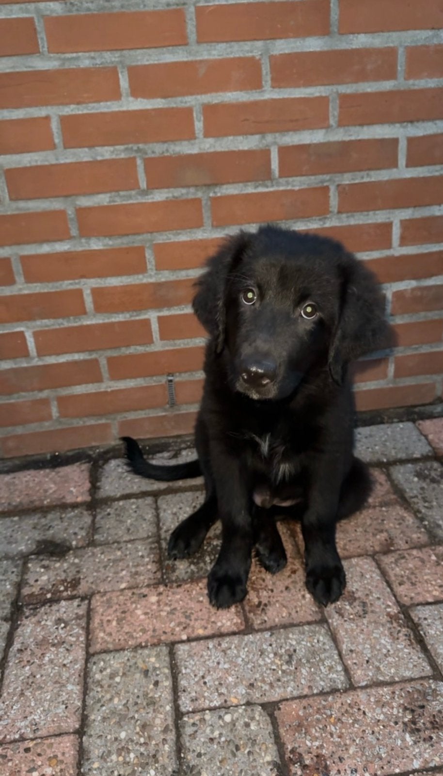 Lieve Ollie zoekt een fijn en liefdevol thuis, Golden retriever, Reu, 8 tot 15 weken, Eén hond
