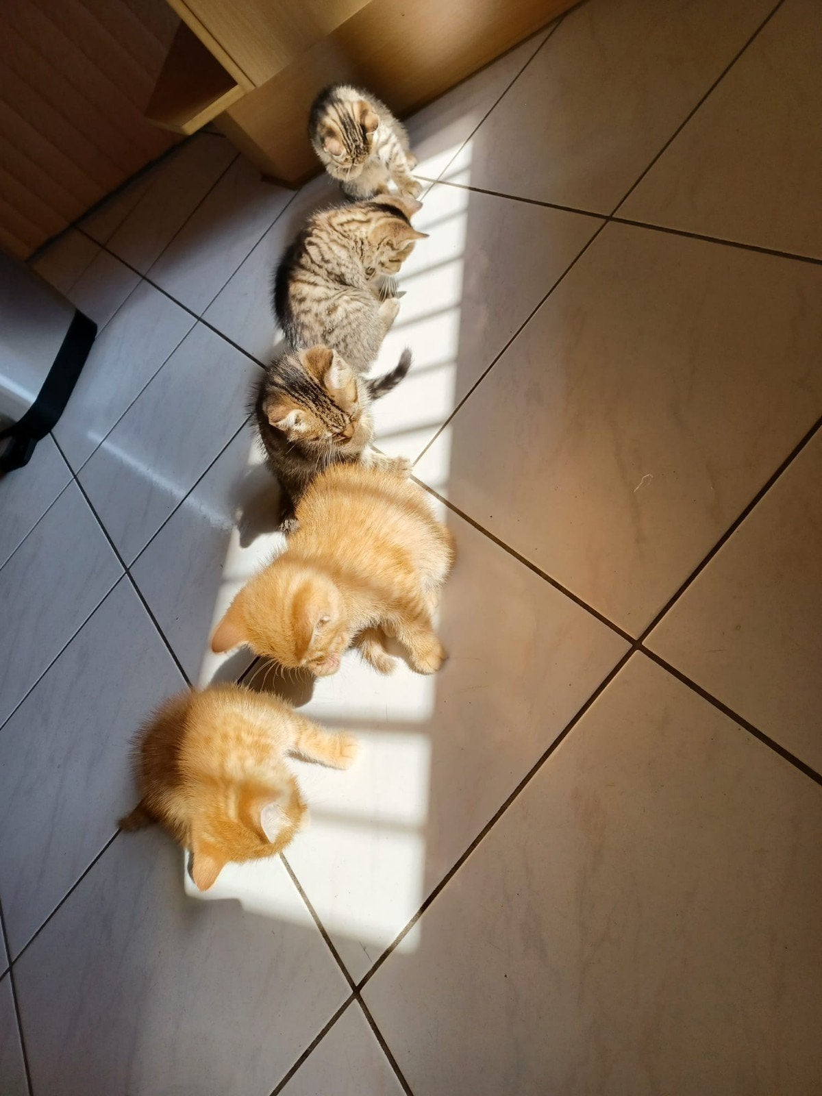 3 leuke kittens, Meerdere dieren, Kortharig, 0 tot 2 jaar