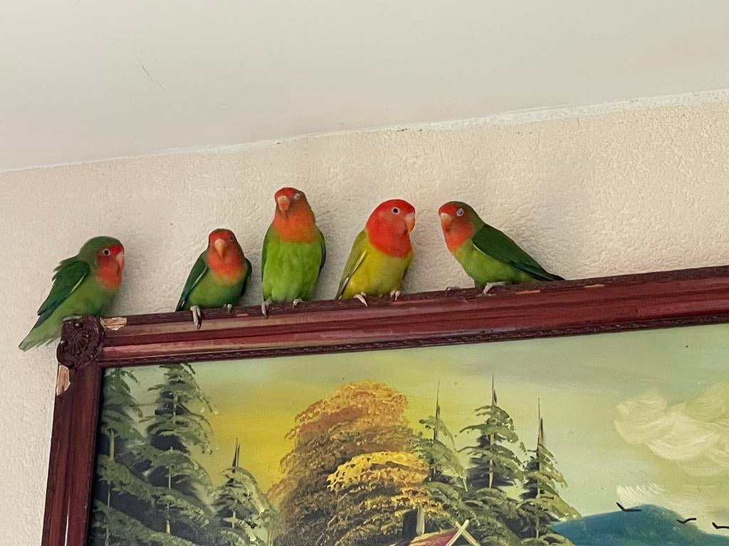 Dwergpapegaai, Meerdere dieren, Dwergpapegaai of Agapornis
