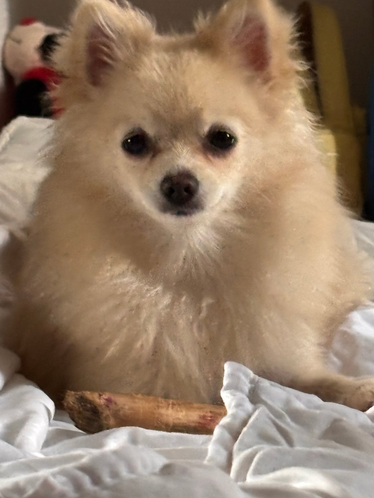️ Loving Home Wanted for Rosa – 7-Month-Old Pomeranian Girl, 15 weken tot 1 jaar, Teef, Eén hond, Nederland