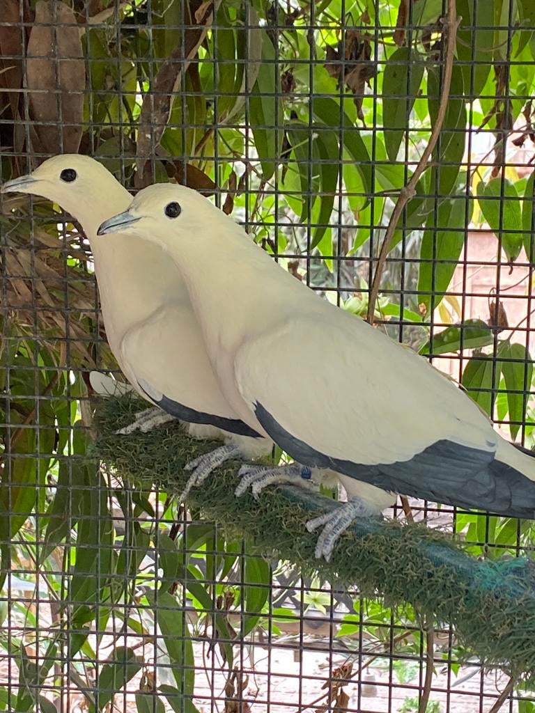 Koppel ducula bicolor, Dieren en Toebehoren, Meerdere dieren, Tropenvogel, Geringd