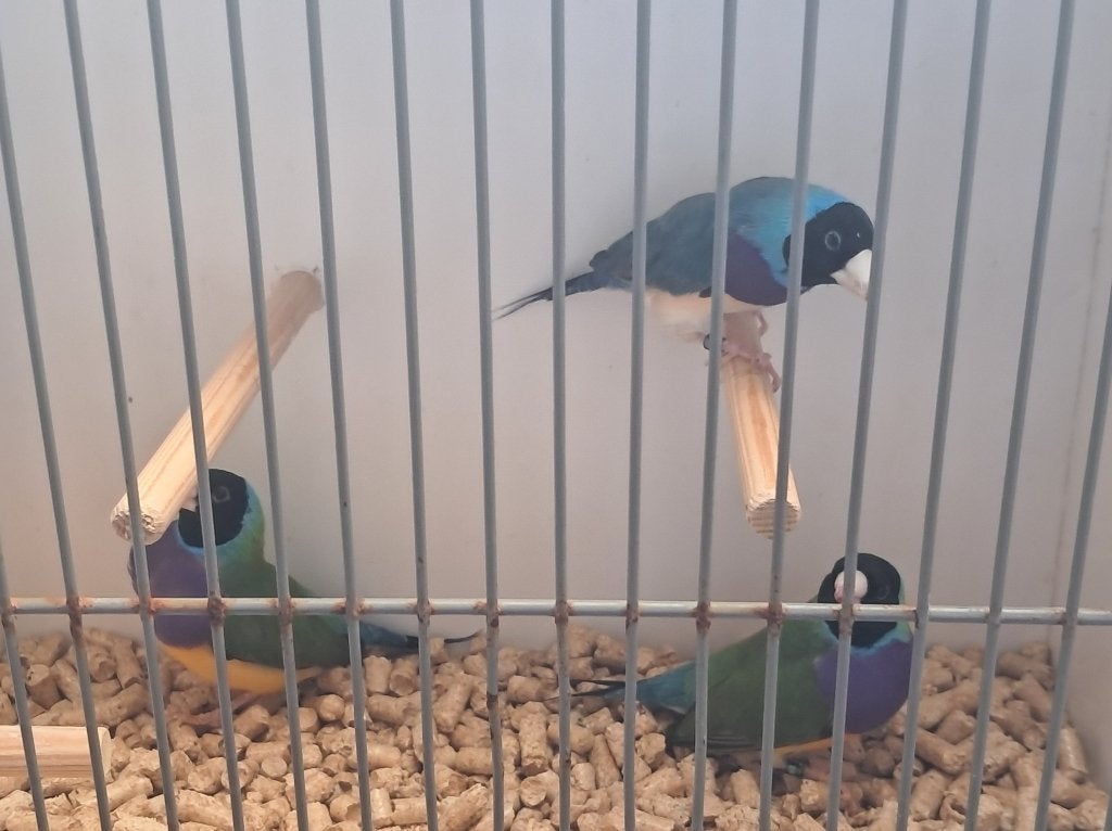 Diverse koppels Gouldamadines, Meerdere dieren, Tropenvogel, Geringd