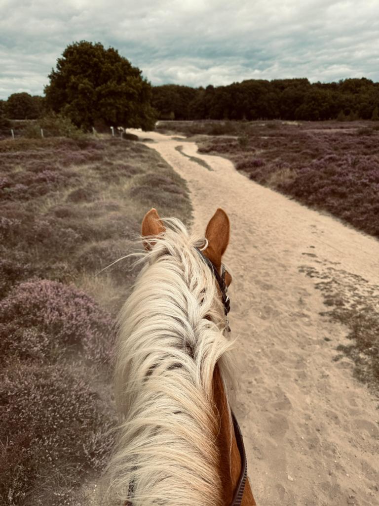 Verzorger gezocht voor haflinger merrie in Blaricum