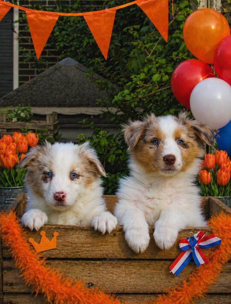 Enthousiaste raszuivere Australian Shepherd pups !!, Parvo, Overige rassen, 8 tot 15 weken, Meerdere