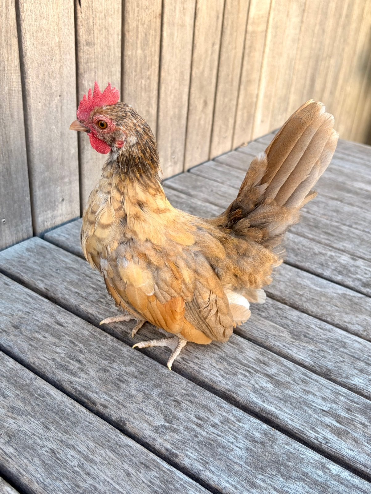 Gratis - twee jonge serama haantjes, Dieren en Toebehoren, Pluimvee, Mannelijk, Kip