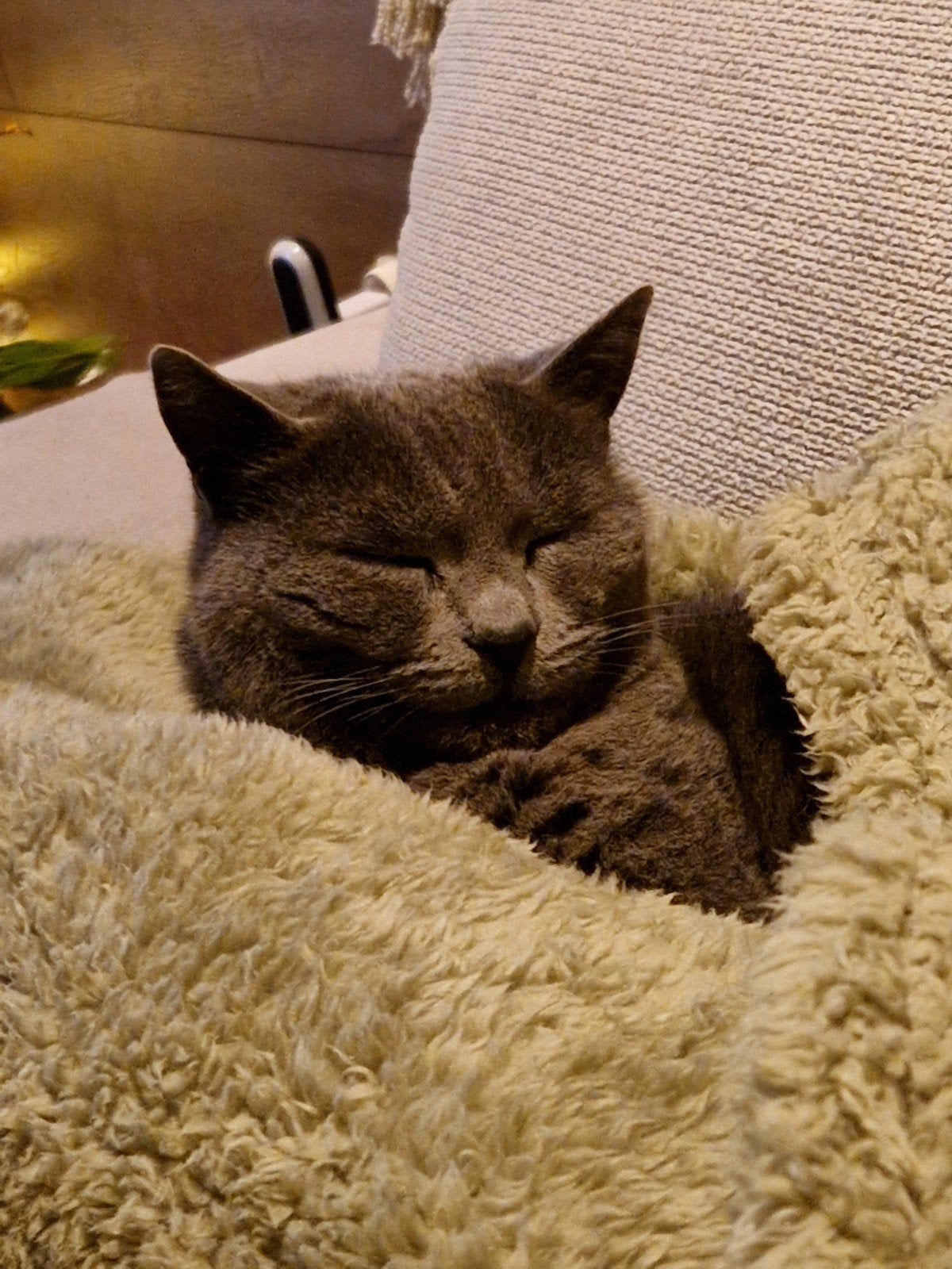 Poes zoekt nieuw baasje - vrouwtje, Poes