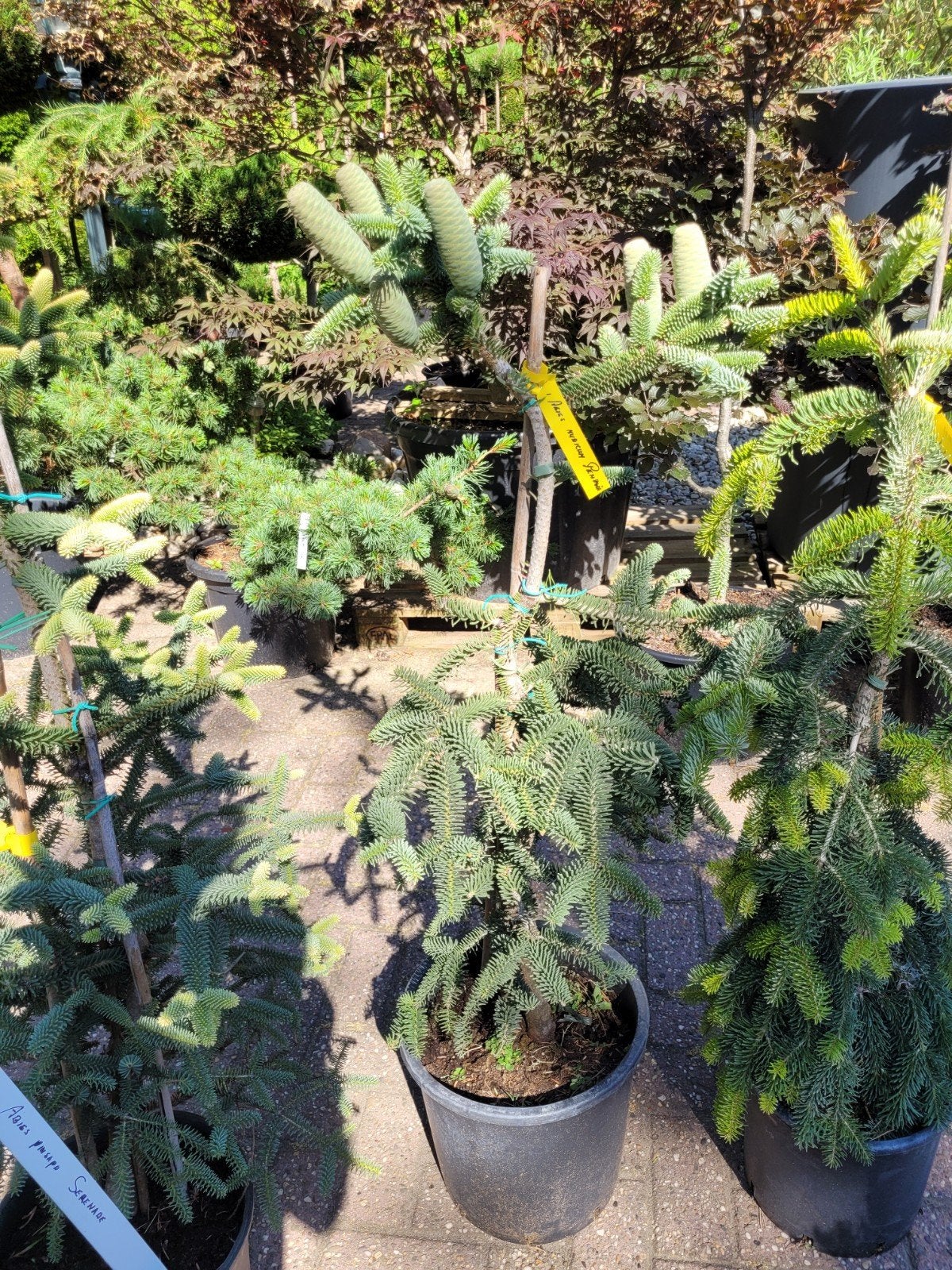 Abies nudiumpedia - Zeldzame Conifeer met Unieke Kegels, Tuin en Terras, Bloeit niet, Overige soorten, 100 tot 250 cm, Ophalen