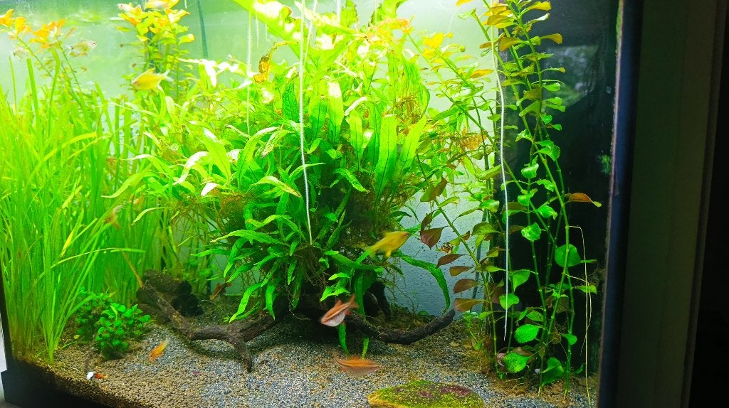 Juwel aquarium 120 liter., Ophalen, Pomp, Juwel, Gevuld zoetwateraquarium