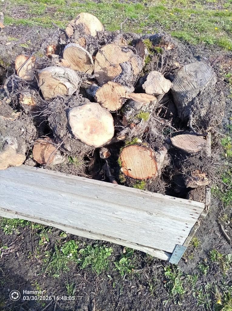 Openhaardhout appel stronken, pas gerooid., Tuin en Terras, Haardhout, 6 m³ of meer, Ophalen, Overige houtsoorten, Blokken