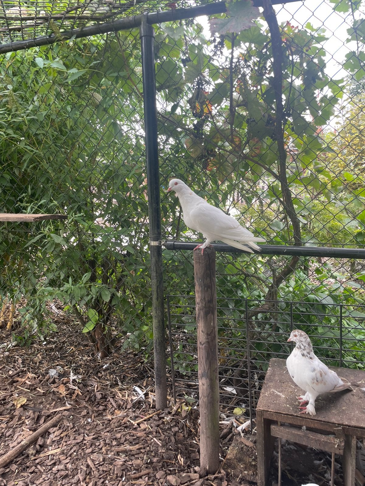 Jonge Romeinse duiven, Dieren en Toebehoren, Meerdere dieren, Overige soorten