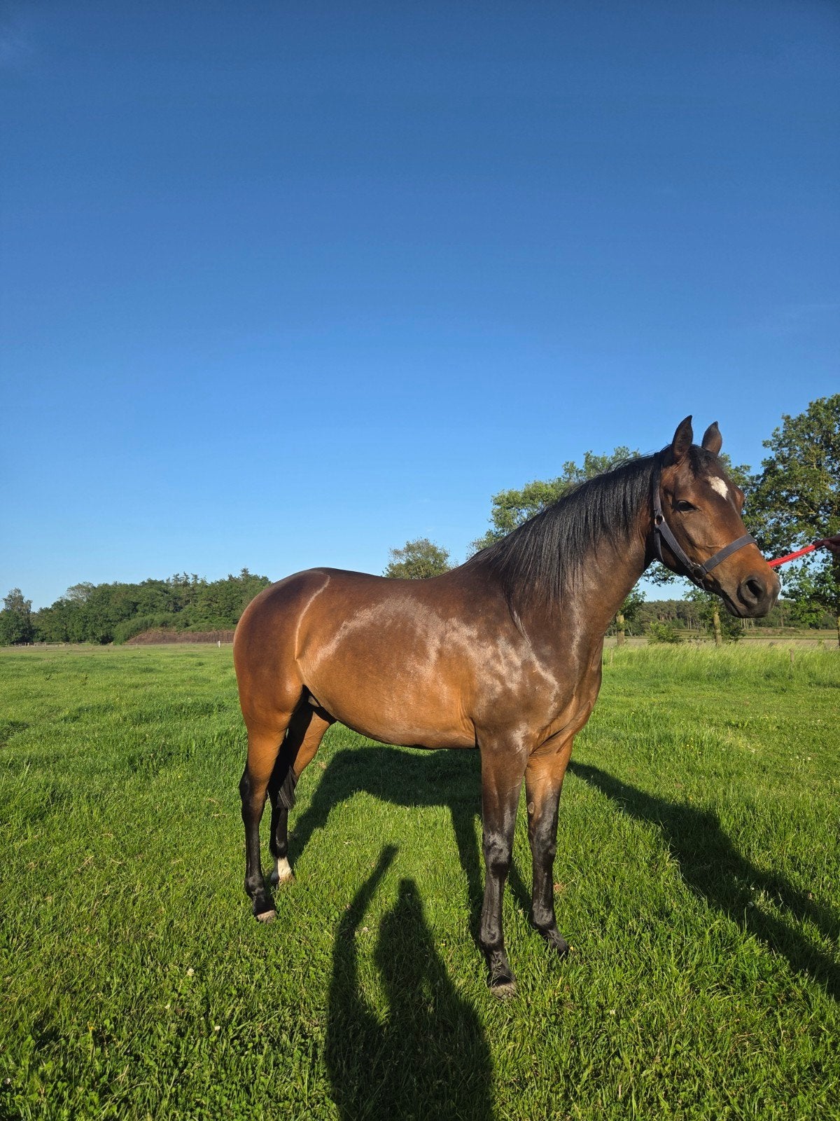 Te koop D pony merrie, Dieren en Toebehoren, Pony's, Merrie, Onbeleerd, D pony (1.37m tot 1.48m), 3 tot 6 jaar