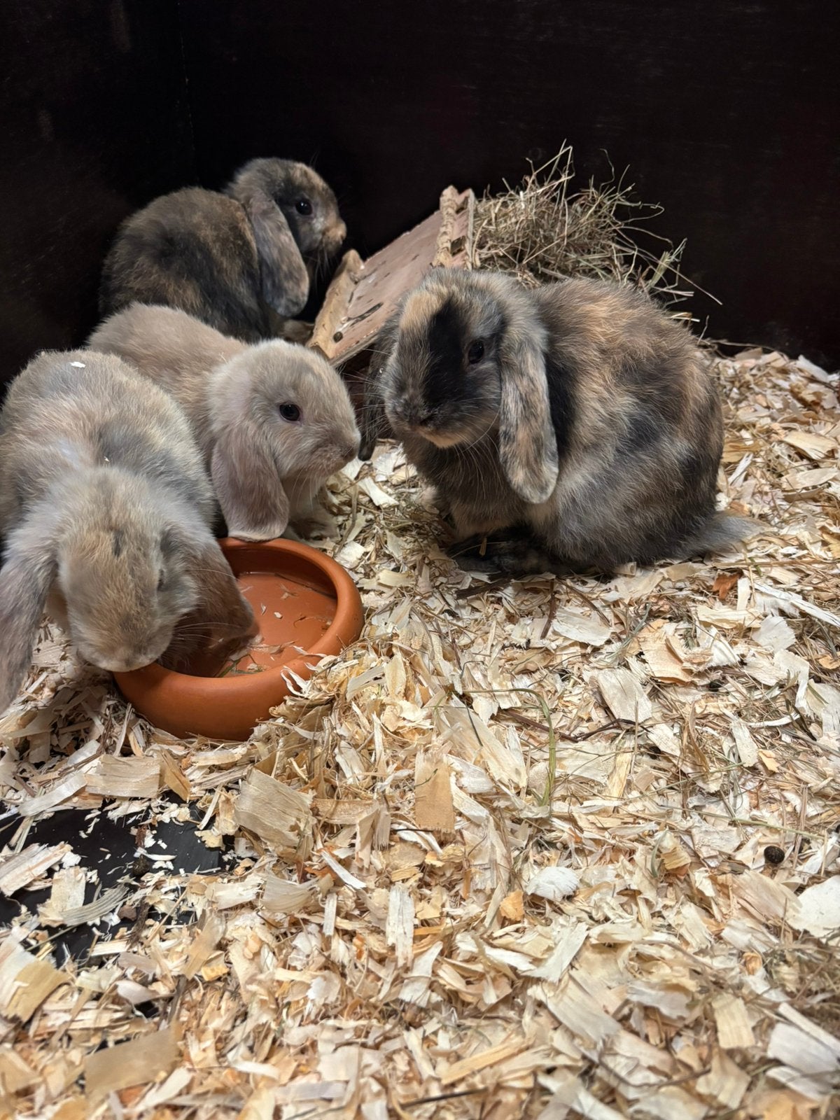Jonge tamme konijnen ( konijn ), Meerdere dieren, Middelgroot, Hangoor, 0 tot 2 jaar