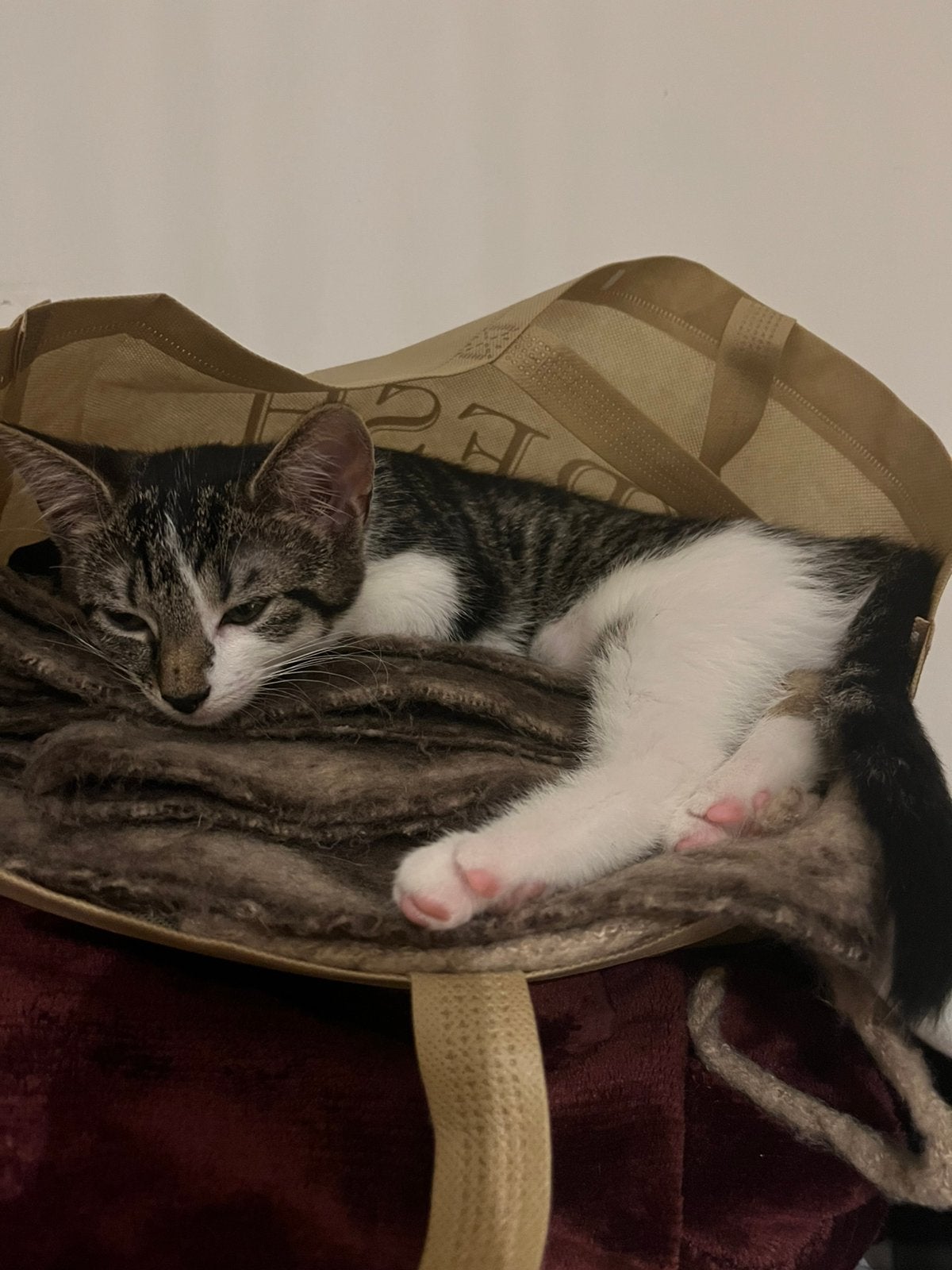 Mooie lieve kittens te koop, Meerdere dieren, Ontwormd
