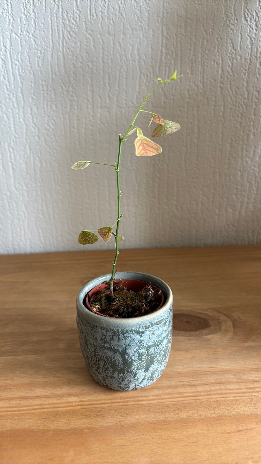 Christia Obcordata, Ophalen of Verzenden, Halfschaduw, Minder dan 100 cm
