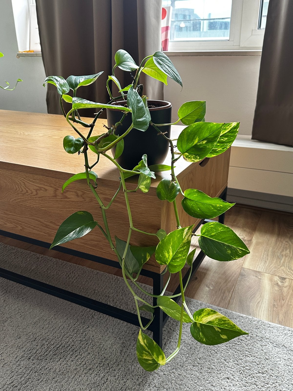 Pothos plant - black pot not included, Huis en Inrichting, Kamerplanten, Ophalen, Overige soorten, Halfschaduw, In pot
