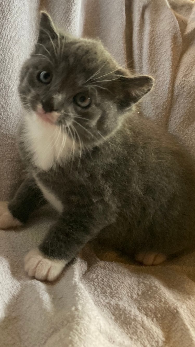 Schattige kittens, Meerdere dieren