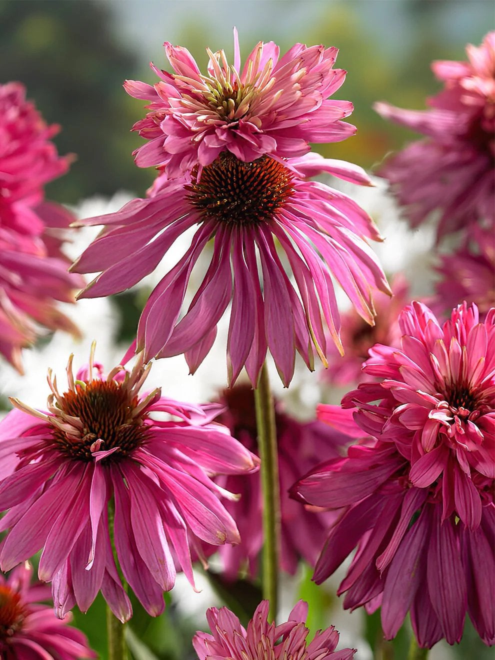 Echinacea double decker vaste plant, Ophalen of Verzenden, Overige soorten, Volle zon