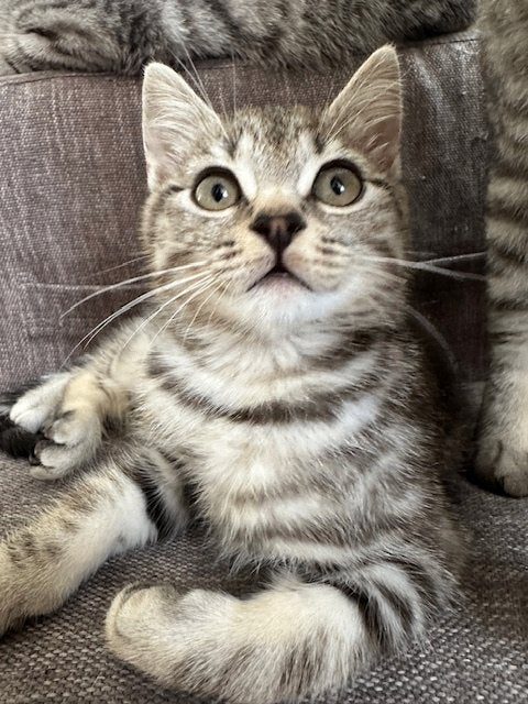 Kittens Britse Korthaar, Meerdere dieren, Ontwormd, 0 tot 2 jaar