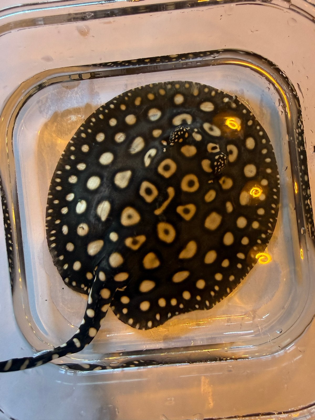 Roggen potamotrygon bl daimond x henlei, Dieren en Toebehoren