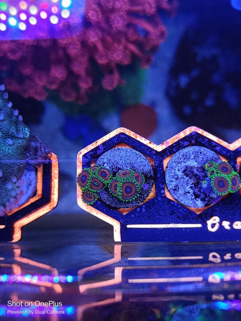 Watermelon zoanthids, Dieren en Toebehoren, Zoutwatervis