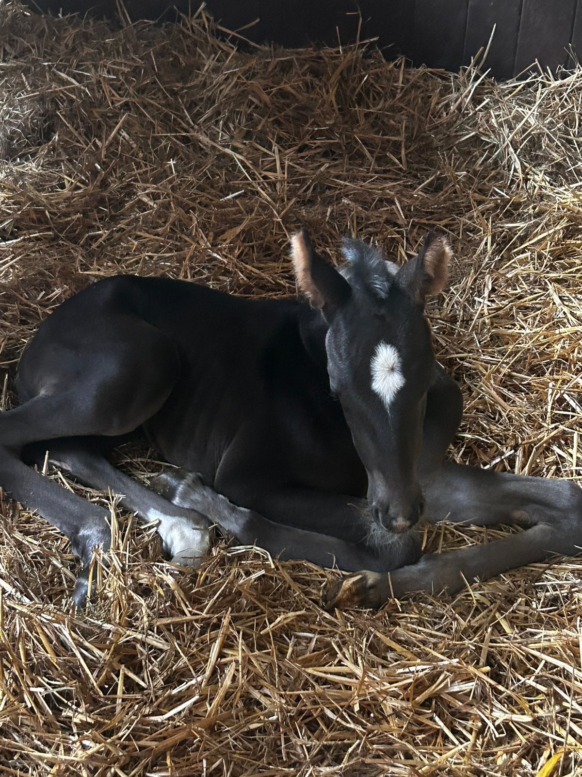 Dressuur merrie veulen powerdale x lantanas, Merrie, Dressuurpaard, 0 tot 2 jaar