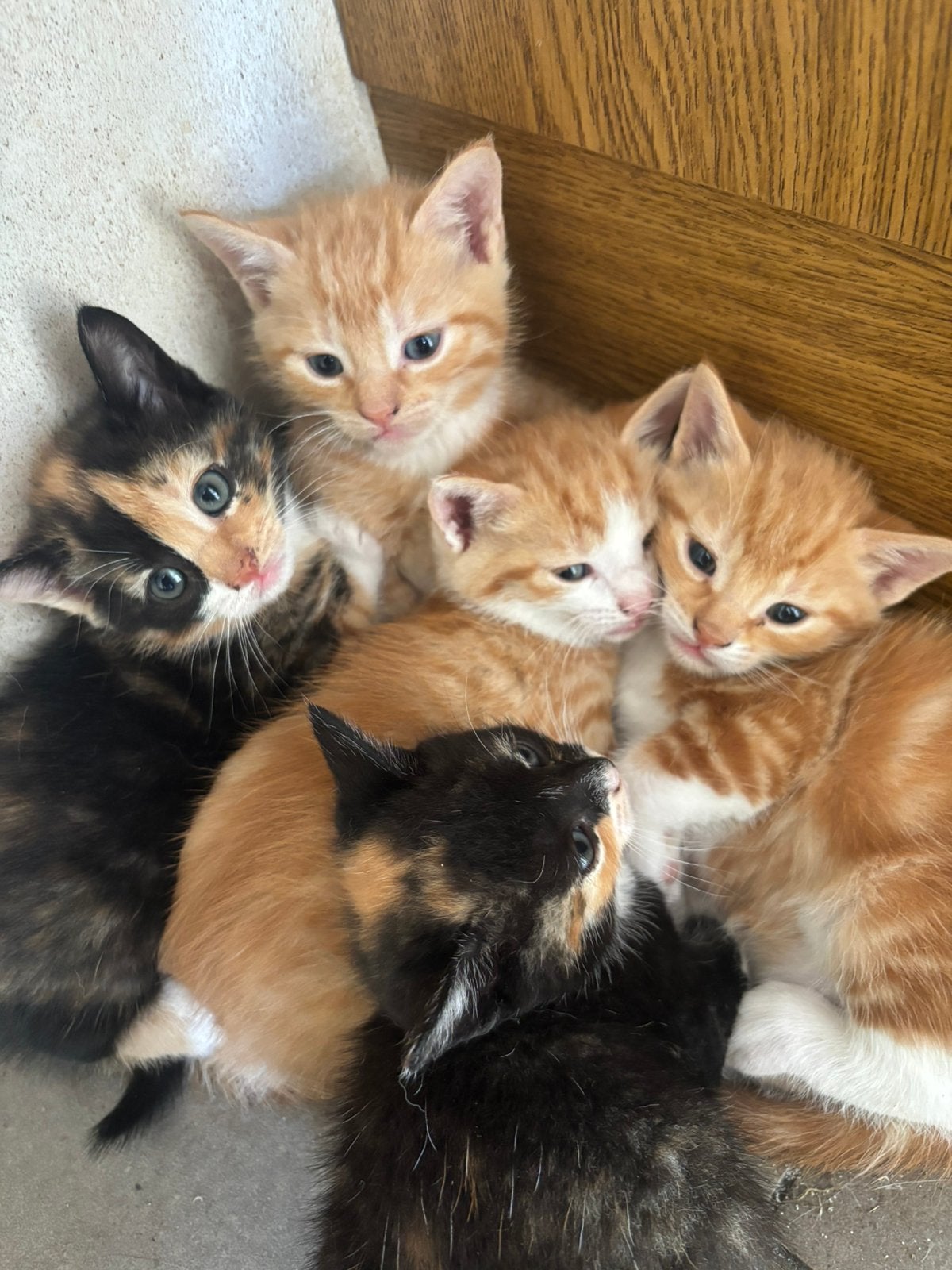 Wij zijn op zoek naar een nieuw huisje!, Dieren en Toebehoren