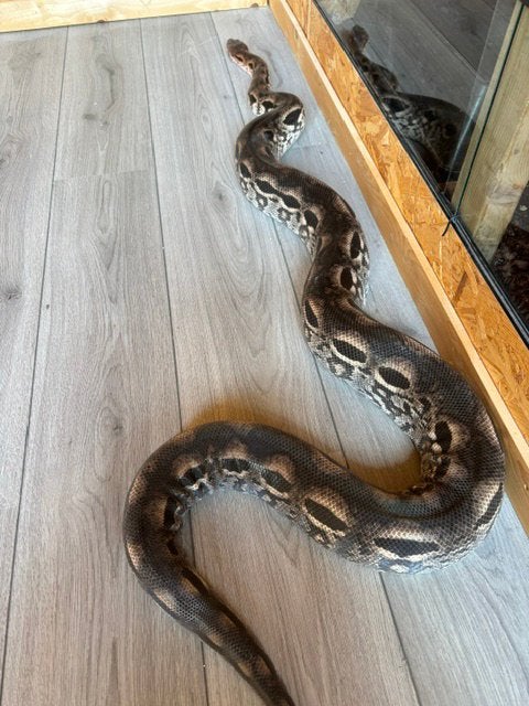 Boa 1.1 Acrantophis Madagascariensis, Dieren en Toebehoren, Reptielen en Amfibieën, Slang, 7 tot 10 jaar