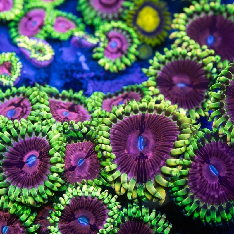 Zoa koraal stekken voor het zeeaquarium AANBIEDING!!!, Overige typen