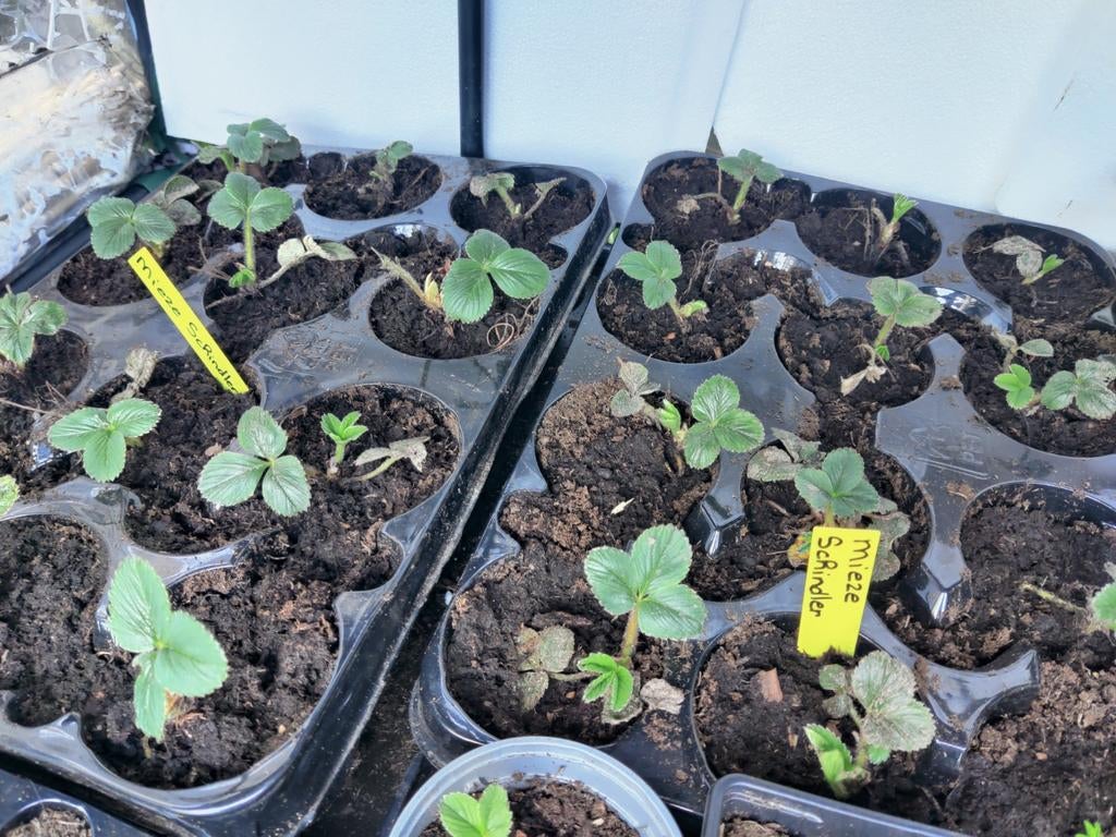 Aardbei  Mieze schindler, Ophalen, Overige soorten, Volle zon