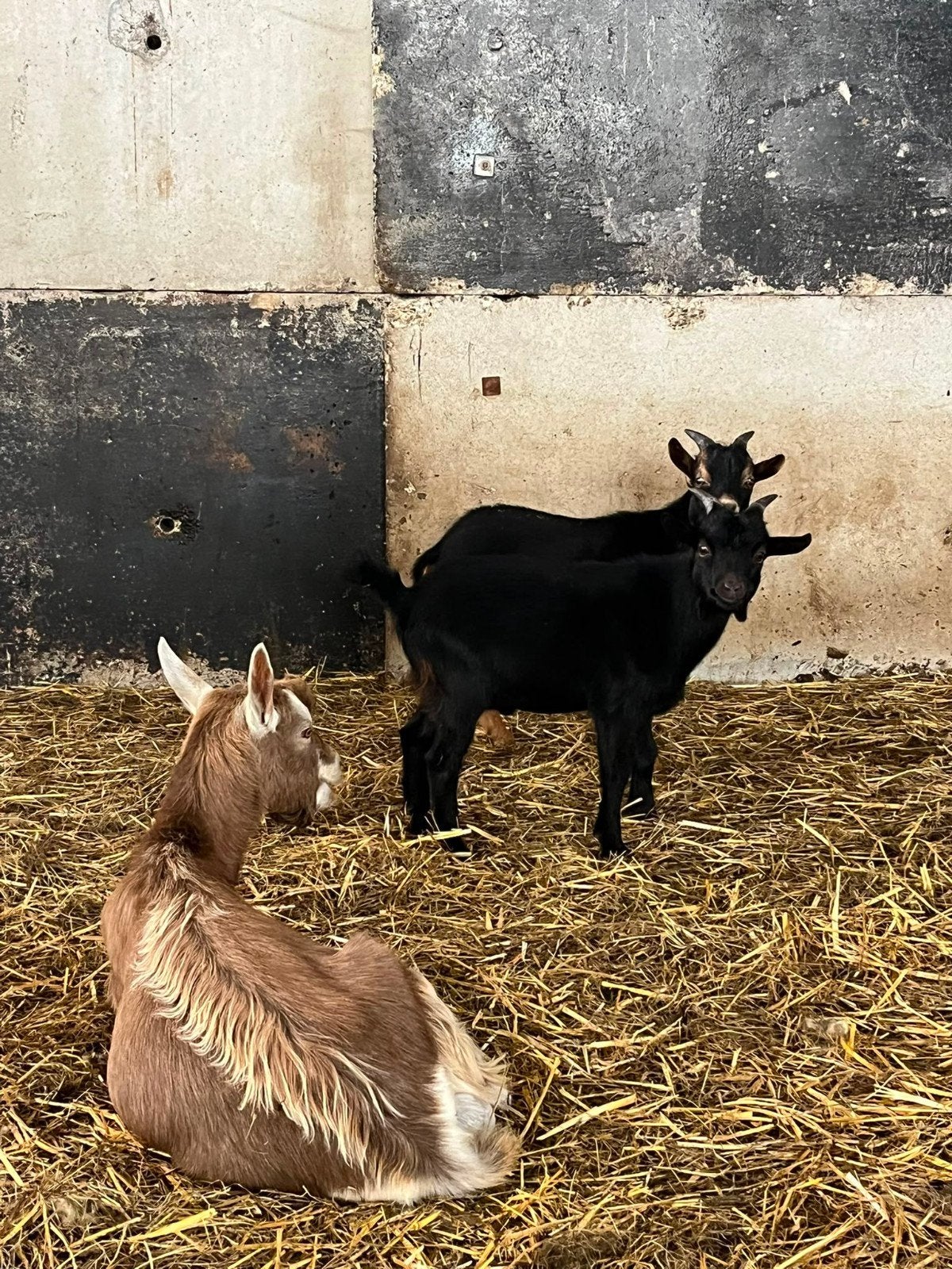 gevraagd geiten, Dieren en Toebehoren