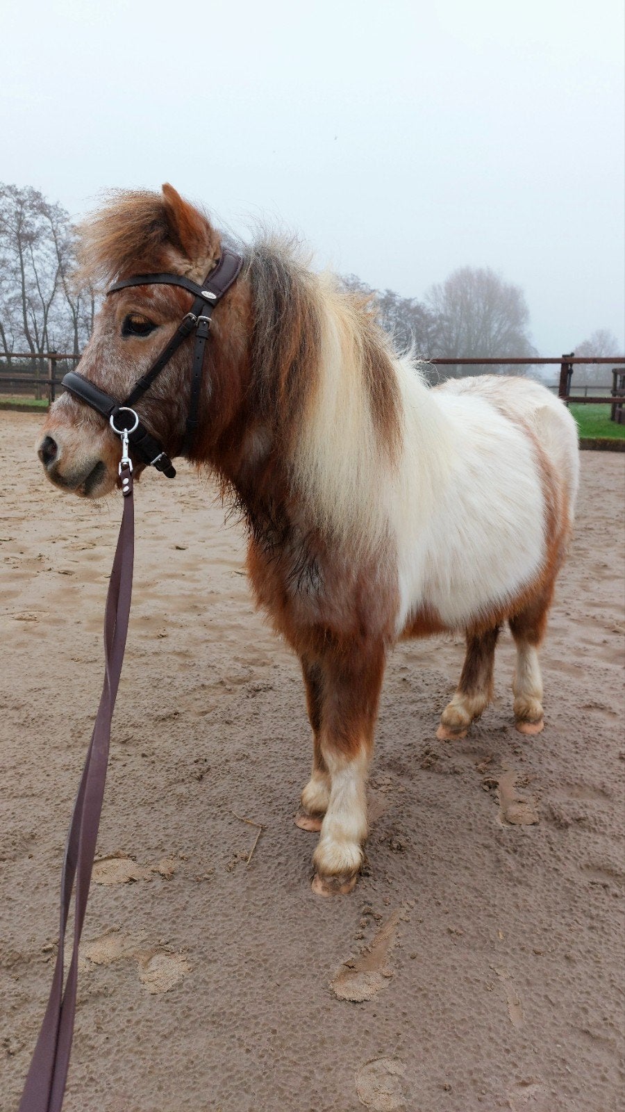 Donkerbruin Felix Buhler bitloos hoofdstel + teugel (shet), Dieren en Toebehoren, Paarden en Pony's | Hoofdstellen en Tuigage