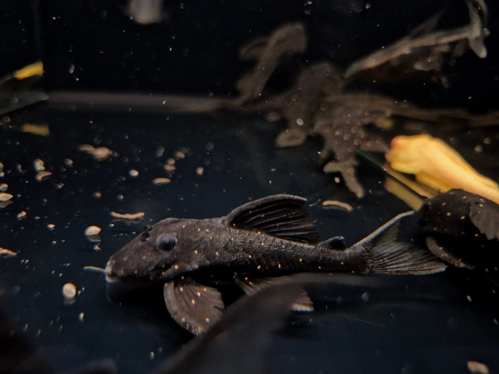 LDA 31 pleco galaxia, Dieren en Toebehoren, Vis