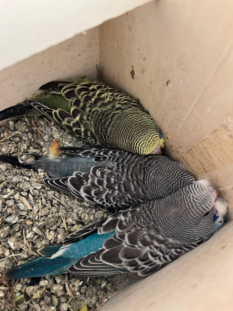 Jonge parkieten, Meerdere dieren, Parkiet