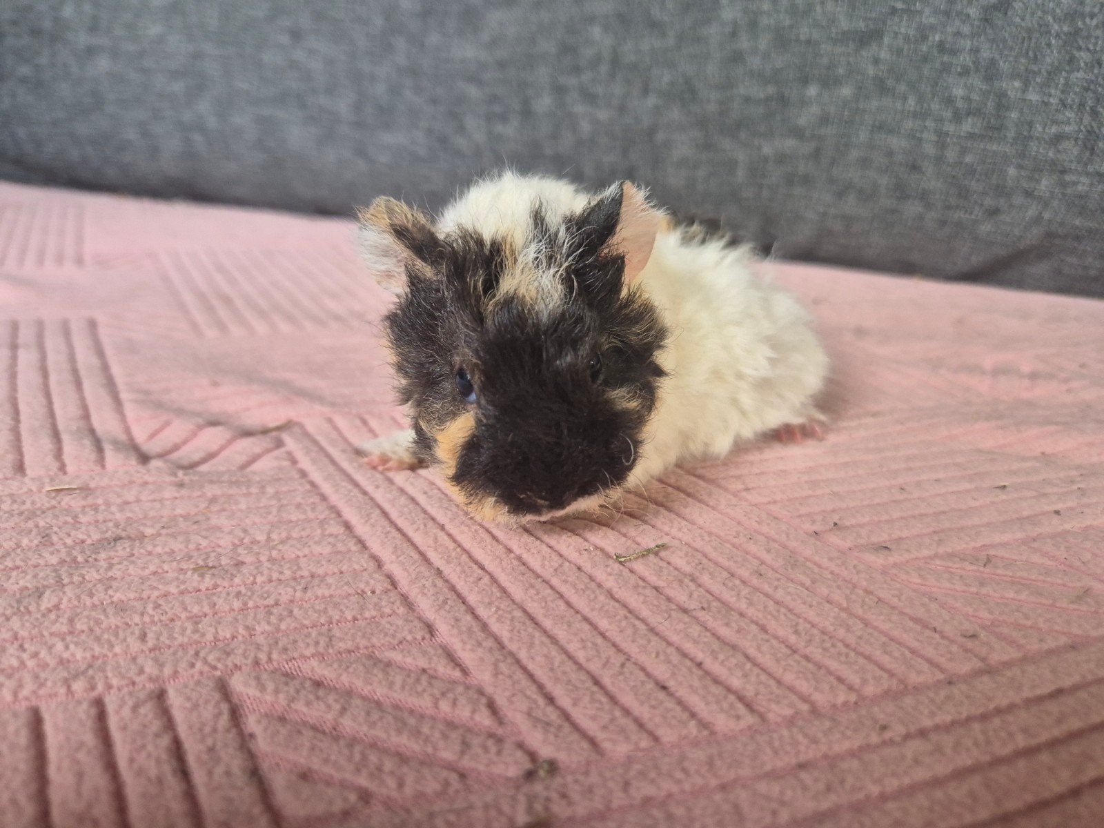 Cavia's, Cavia, Mei, Meerdere dieren, Tam