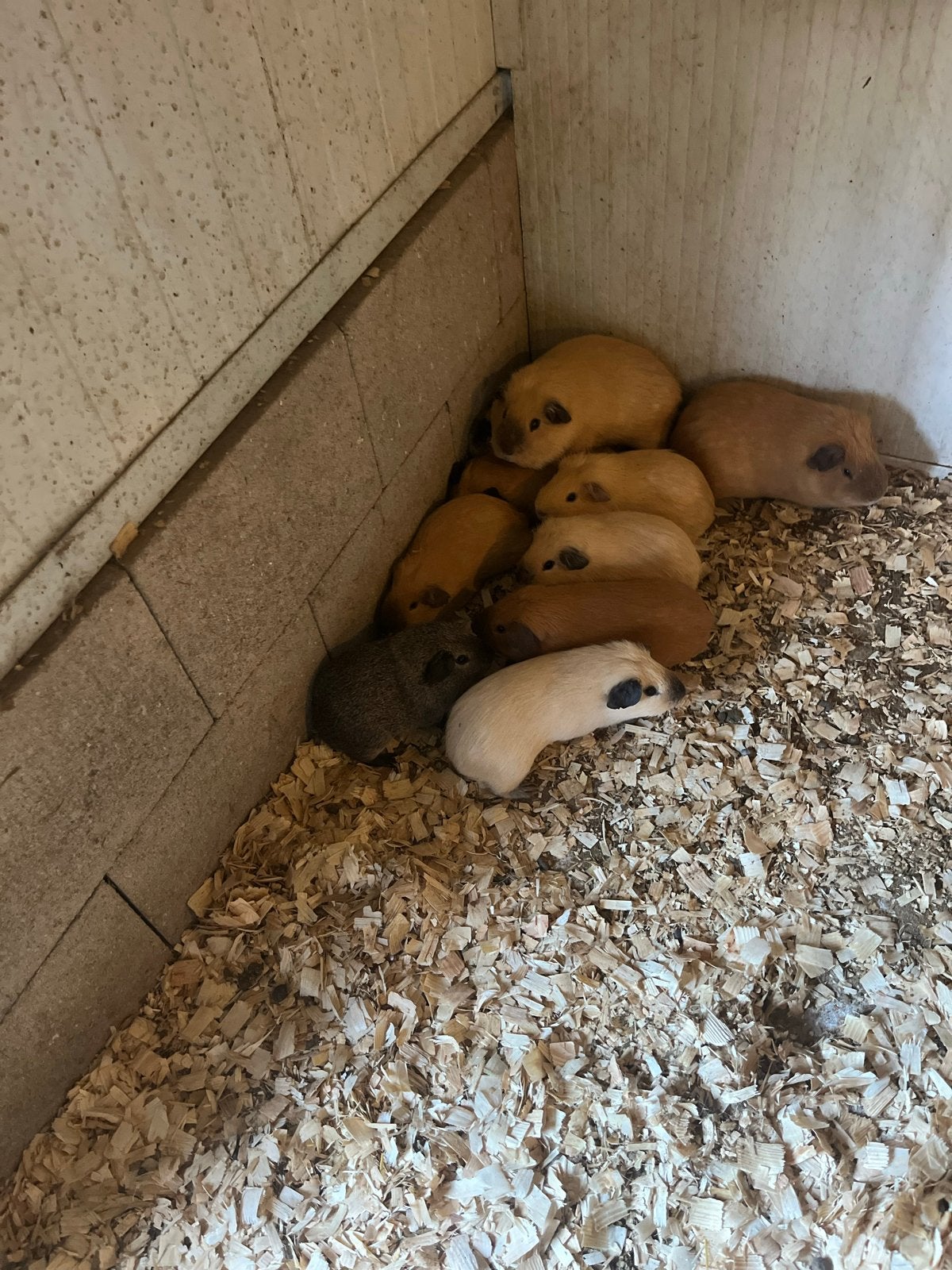 Californische cavia, Februari, Mannelijk