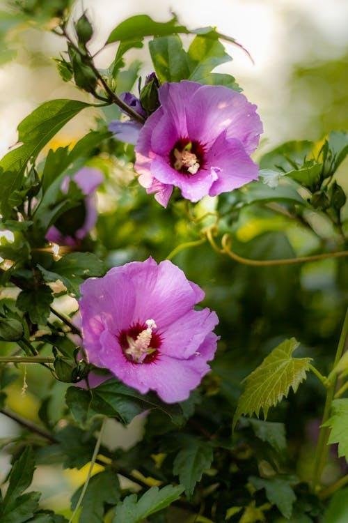 Hibiscus syriacus 'Russian Violet', Bio, Tuin en Terras, Planten | Tuinplanten, Volle zon, Vaste plant, Zomer, Ophalen