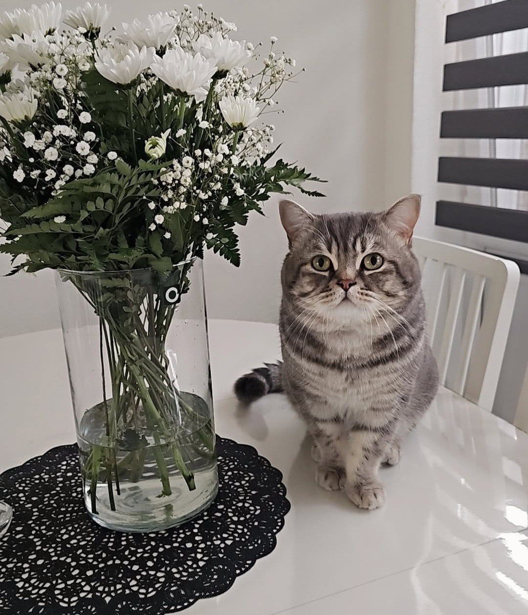 Kater britskorthaar tijgerprint tekoop, Kater, Met stamboom