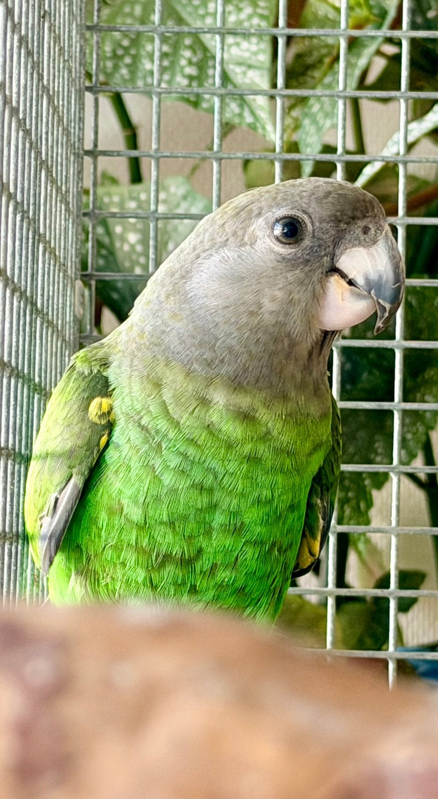 TAM. Man en vrouw bruinkop papegaai, Dieren en Toebehoren, Vogels | Parkieten en Papegaaien, Meerdere dieren, Papegaai, Tam