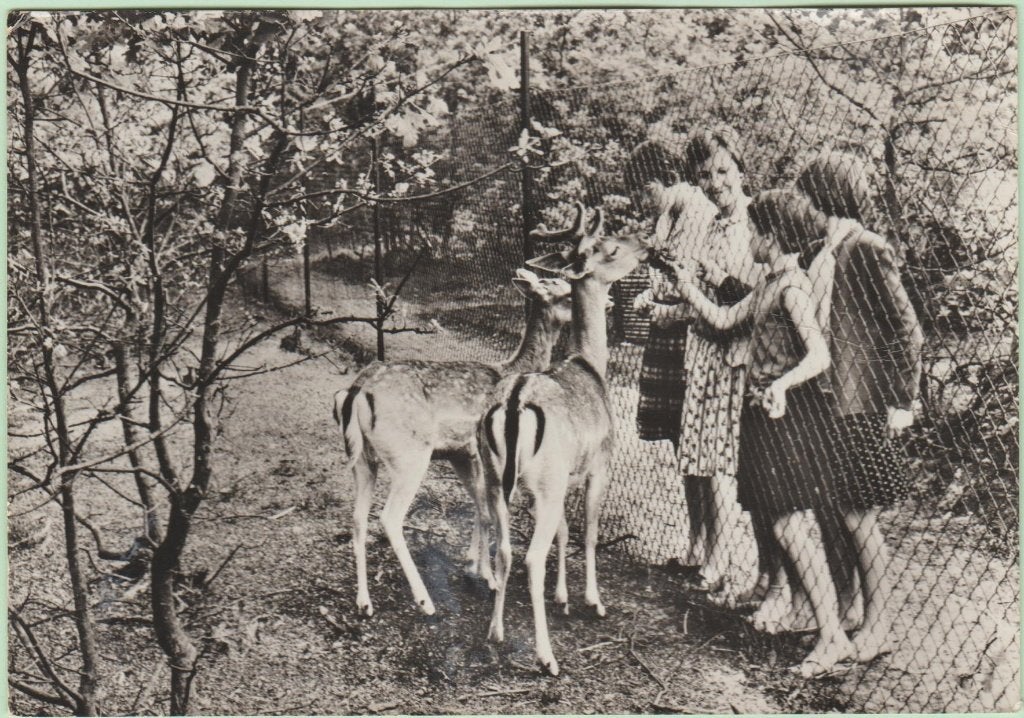 Wanroy Recr. Centrum De Bergen 1968 Dieren-Vogelpark., Ophalen, 1960 tot 1980, Gelopen, Noord-Brabant